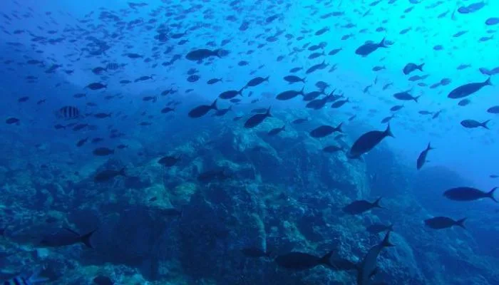 مؤتمر الأمم المتحدة للمحيطات: 8 نتائج بارزة تعيد التفاؤل للبحار الزرقاء مؤتمر الأمم المتحدة للمحيطات: 8 نتائج بارزة تعيد التفاؤل للبحار الزرقاء