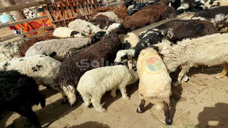 ما هو الحكم الشرعي لشراء الأضحية بالوزن؟ الإفتاء توضح الفتوى ما هو الحكم الشرعي لشراء الأضحية بالوزن؟ الإفتاء توضح الفتوى