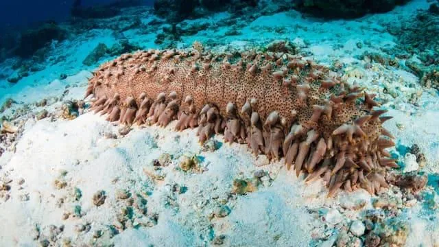مادة مأخوذة من خيار البحر تُعيق تطور السرطان مادة مأخوذة من خيار البحر تُعيق تطور السرطان