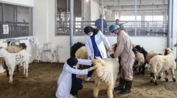 مذابح أبوظبي تستقبل 9669 أضحية في أول يوم عيد الأضحى