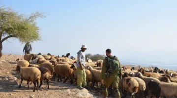 مستوطنون ينهبون الأغنام ويعتدون على رعاة في نابلس