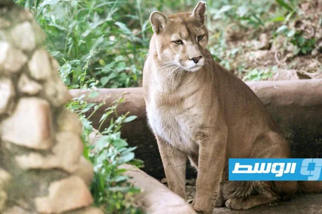 معركة “البوما” ضد التوسع العمراني في ساو باولو معركة “البوما” ضد التوسع العمراني في ساو باولو