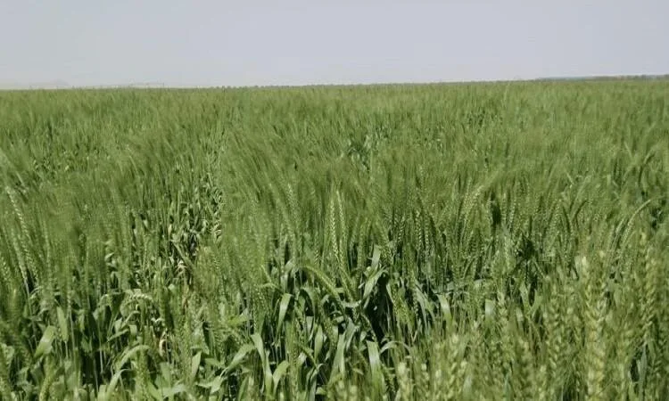 معهد المحاصيل الحقلية: مصر تحتل المركز الرابع عالميًا في إنتاج القمح لكل فدان معهد المحاصيل الحقلية: مصر تحتل المركز الرابع عالميًا في إنتاج القمح لكل فدان