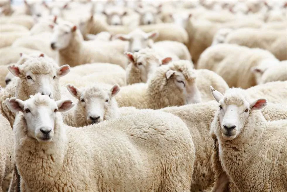 مكون واحد متوفر في المنزل يخلصك من رائحة اللحم بعد غسيل الأضحية مكون واحد متوفر في المنزل يخلصك من رائحة اللحم بعد غسيل الأضحية