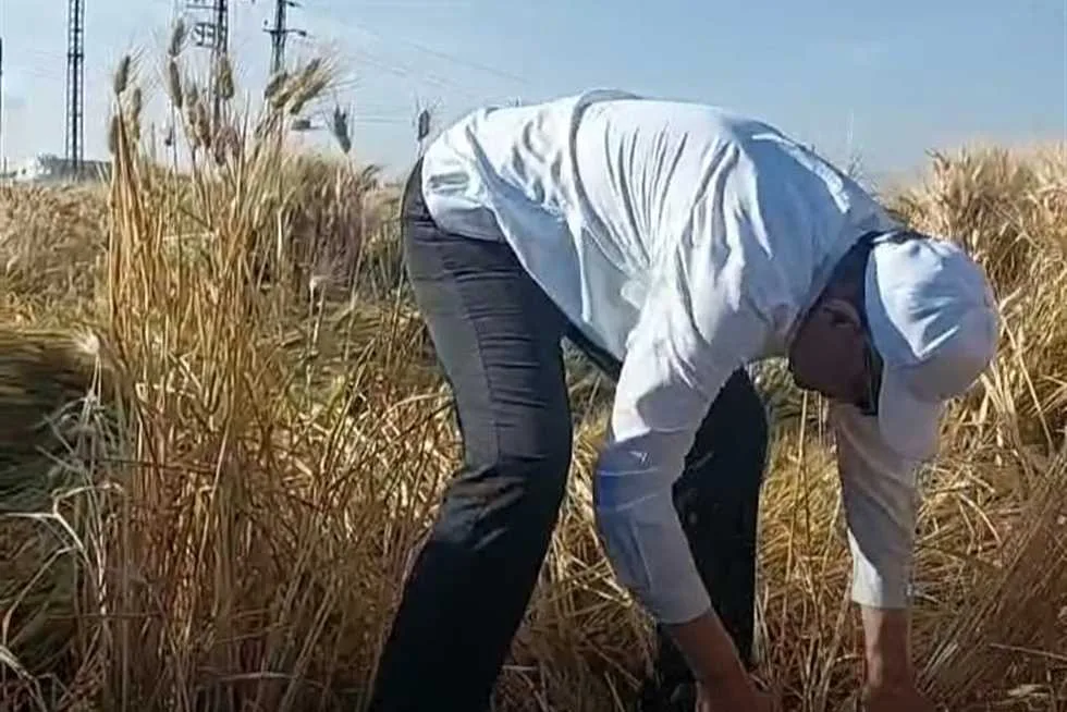 منذ انطلاق موسم الحصاد.. تسليم 502 ألف طن من القمح من الفلاحين في المنيا منذ انطلاق موسم الحصاد.. تسليم 502 ألف طن من القمح من الفلاحين في المنيا