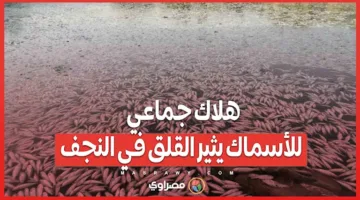 نقص المياه والصيد غير المشروع: موت جماعي للأسماك يثير القلق في النجف