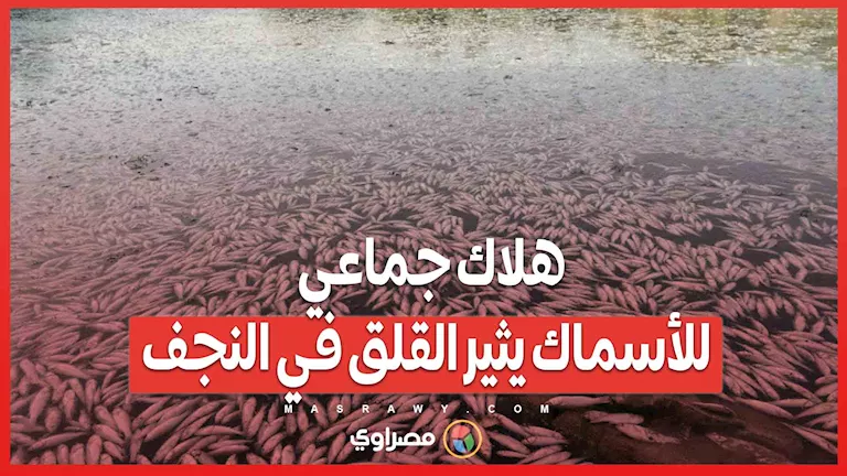 نقص المياه والصيد غير المشروع: موت جماعي للأسماك يثير القلق في النجف