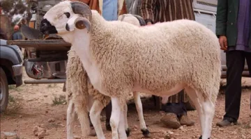 هل يجوز بيع جزء من الأضحية في عيد الأضحى؟