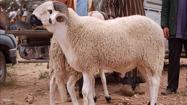 هل يجوز بيع جزء من الأضحية في عيد الأضحى؟
