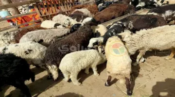 هل يمكن التبرع بثمن الأضحية بدلاً من الذبح؟.. الأزهر يفسر الأمر