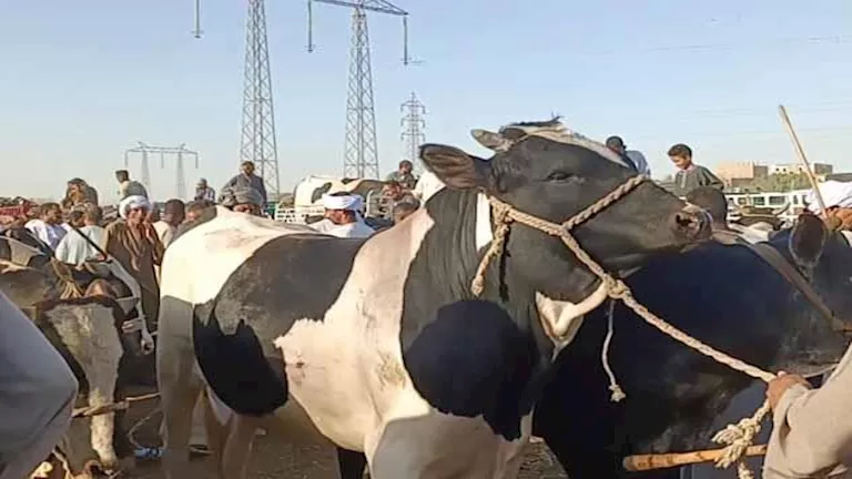 هل يمكن الجمع بين الأضحية والعقيقة في ذبيحة واحدة؟… توضيحات من عالم أزهري
