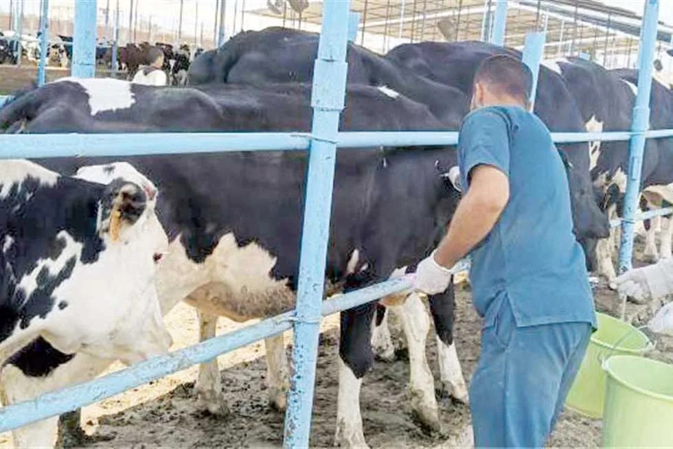 وجود حالات مصابة بالحمى القلاعية: استراتيجيات وقائية لحماية الثروة الحيوانية من الأمراض وجود حالات مصابة بالحمى القلاعية: استراتيجيات وقائية لحماية الثروة الحيوانية من الأمراض