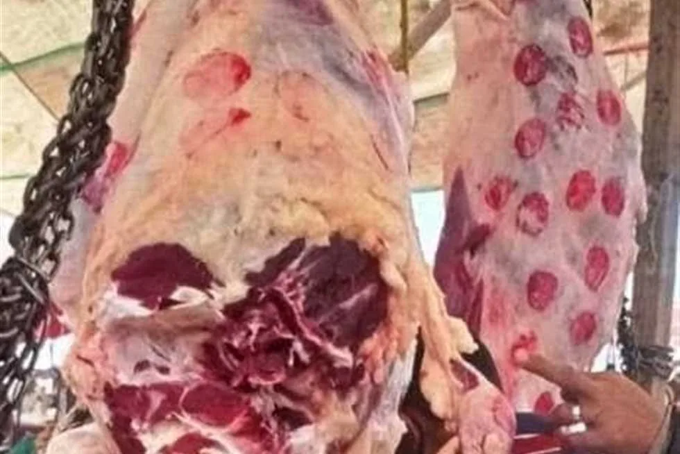 «وزارة الزراعة»: المشروع الوطني للبتلو يُعتبر الأساس لتحقيق الاكتفاء الذاتي من اللحوم الحمراء. «وزارة الزراعة»: المشروع الوطني للبتلو يُعتبر الأساس لتحقيق الاكتفاء الذاتي من اللحوم الحمراء.