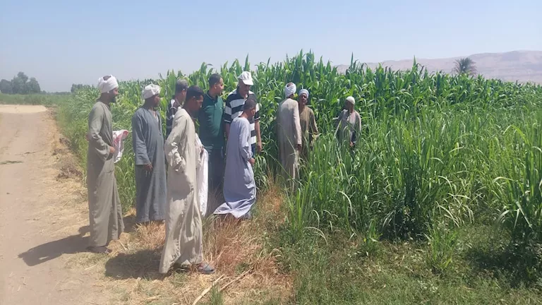 وزارة الزراعة تتفقد الأنشطة البحثية والتوجيهية في قرى الأقصر وزارة الزراعة تتفقد الأنشطة البحثية والتوجيهية في قرى الأقصر