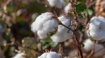 وزير الاستثمار يناقش مع ممثلي قطاع القطن وسائل تعزيز الزراعة والتصدير