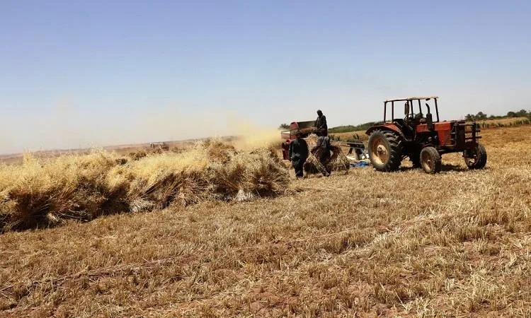 وزير الزراعة: تسليم 4 ملايين طن من القمح من الفلاحين حتى الآن