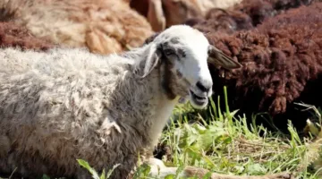 وزير الزراعة يراقب نشاط لجان التفتيش على مراكز بيع الأضاحي ويعزز جهود التوعية للمواطنين